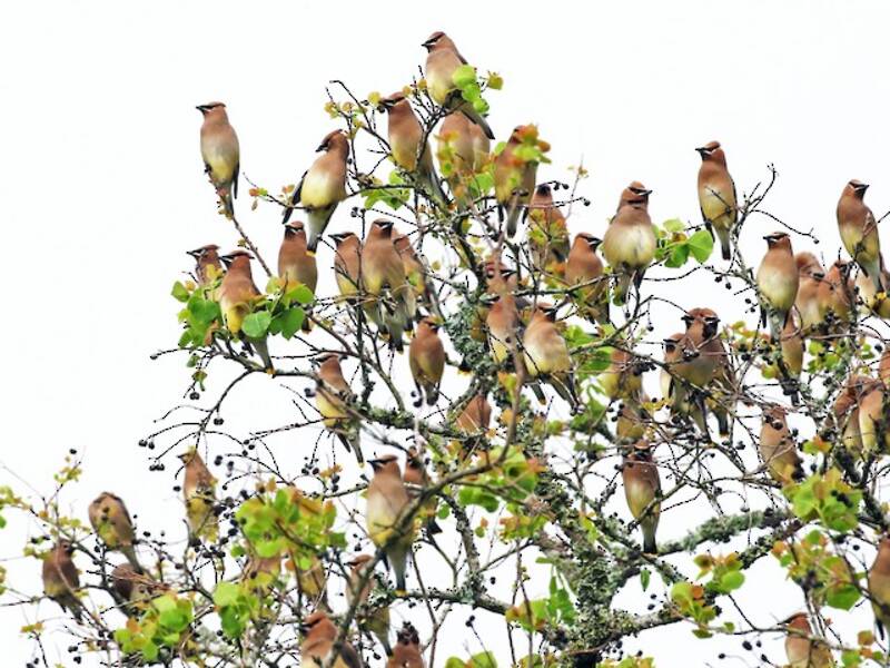 Cedar Waxwing (Bombycilla cedrorum)