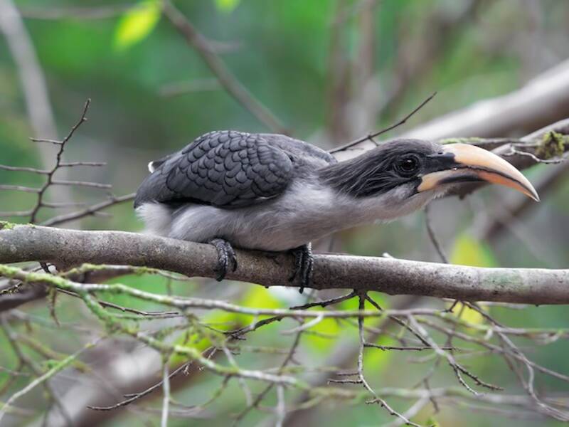 Sri Lanka Gray Hornbill, Photos 4