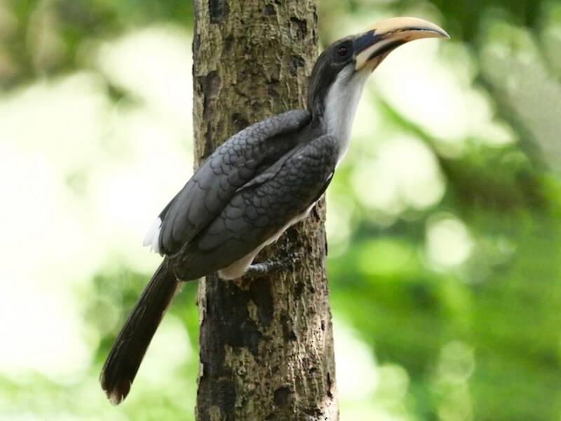 Sri Lanka Gray Hornbill, Photos 3