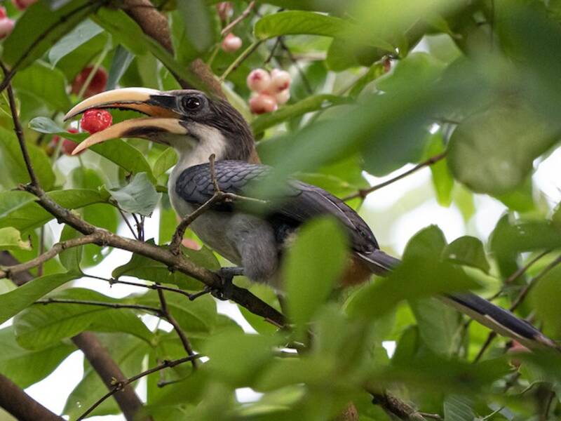 Sri Lanka Gray Hornbill, Photos 2
