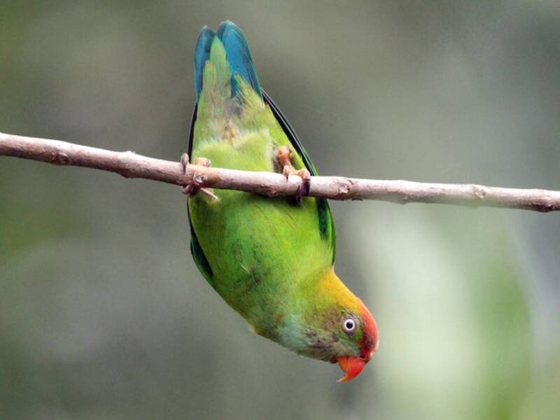 Sri-Lanka-Spitzschwanzpapagei