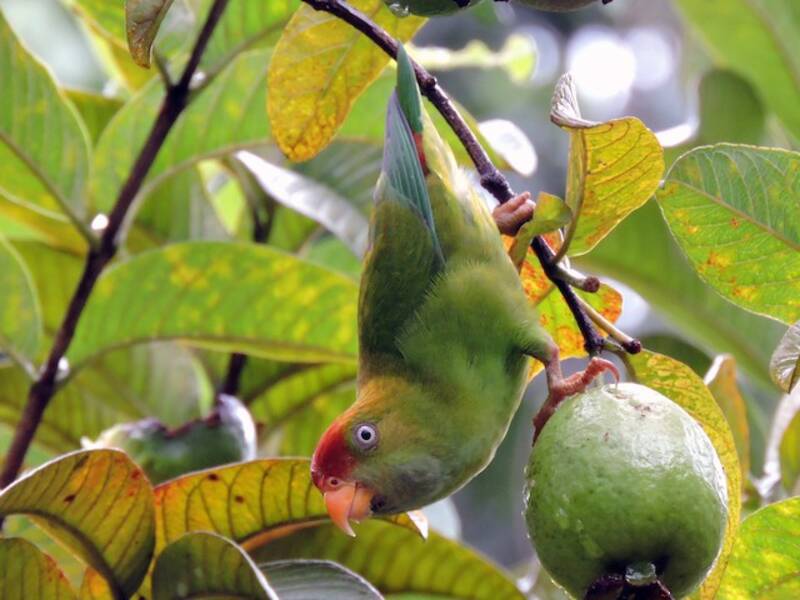 Sri Lanka Hanging-Parrot, Photos 3
