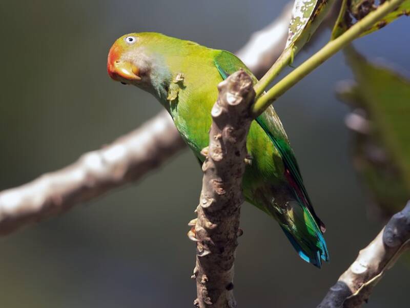 Sri Lanka Hanging-Parrot, Photos 2