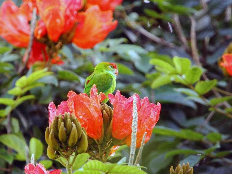 Sri Lanka Hanging-Parrot, Photos 4