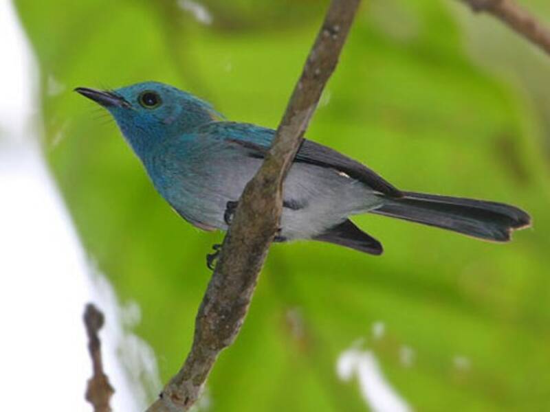 Monarca celeste, Foto 3