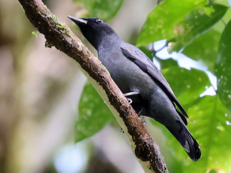 Central Melanesian Cicadabird, 照片 4