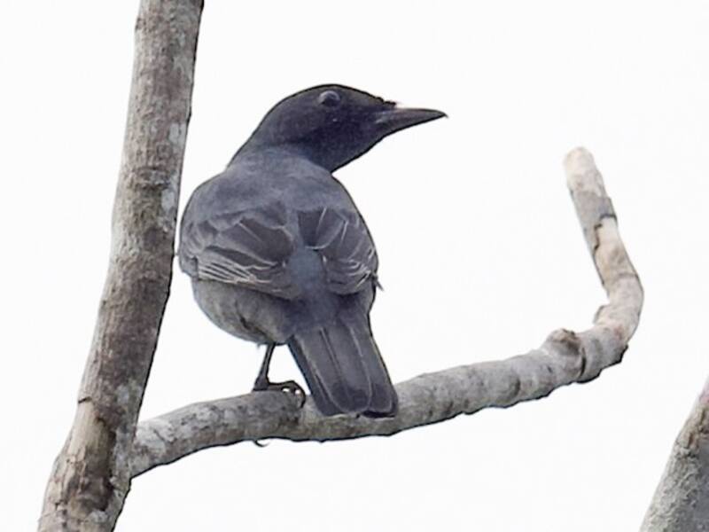 Central Melanesian Cicadabird, 照片 2