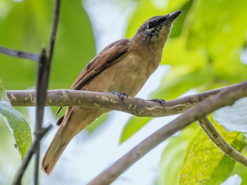 Central Melanesian Cicadabird