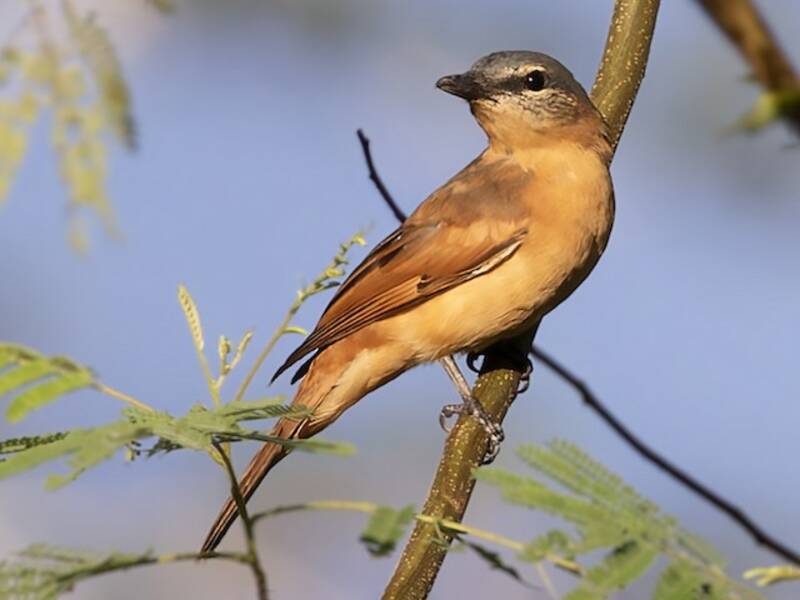 Central Melanesian Cicadabird, 照片 3