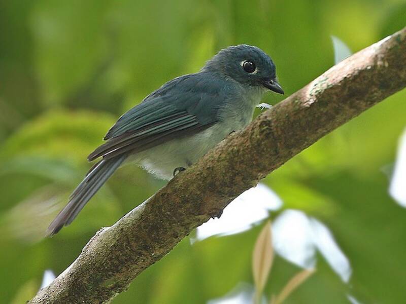Cerulean Flycatcher, Photos 2
