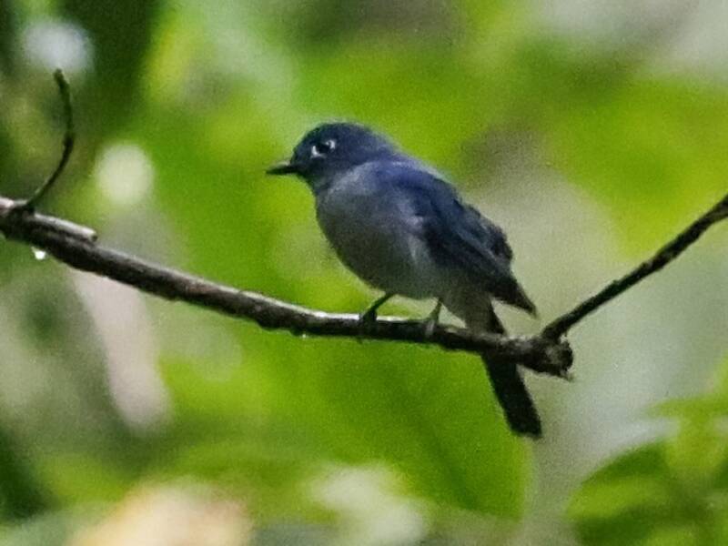 Cerulean Flycatcher, Photos 4