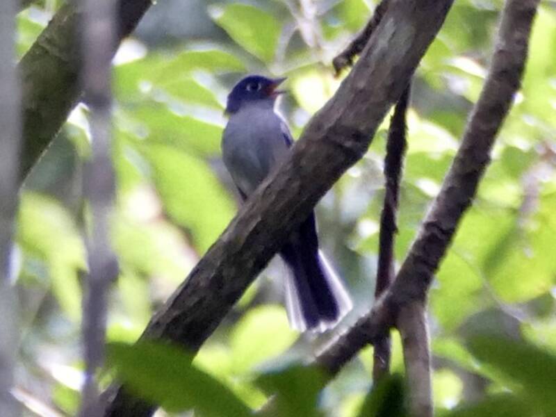 Cerulean Flycatcher, Photos 3