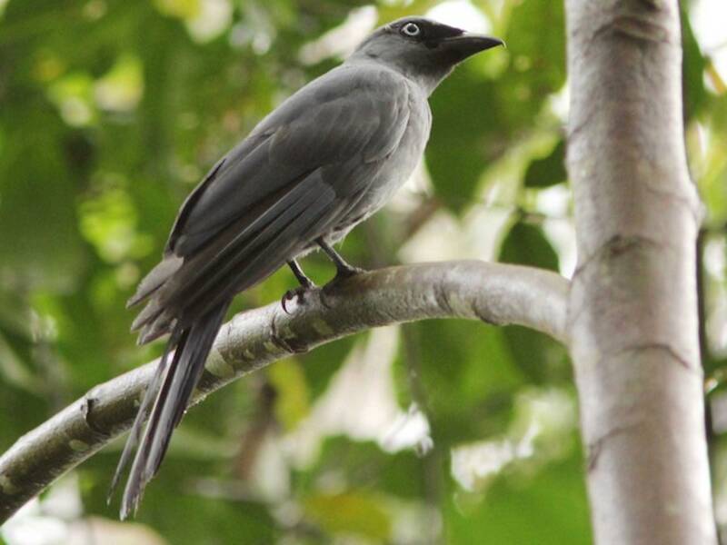 Cerulean Cuckooshrike, 照片 3