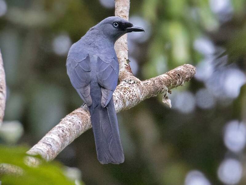 Cerulean Cuckooshrike, 照片 4