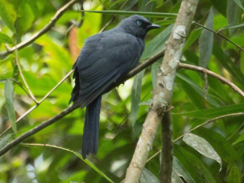 Cerulean Cuckooshrike, 照片 2