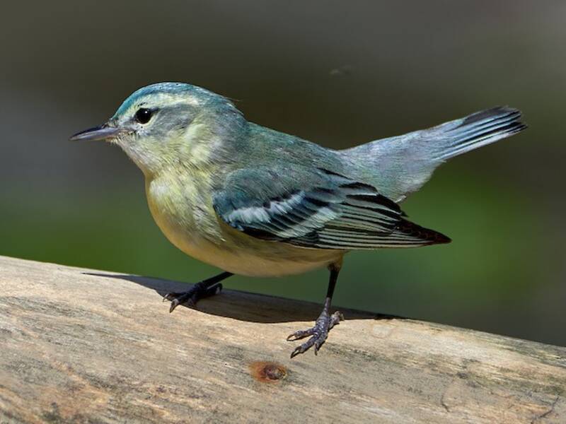 Cerulean Warbler (Setophaga cerulea)