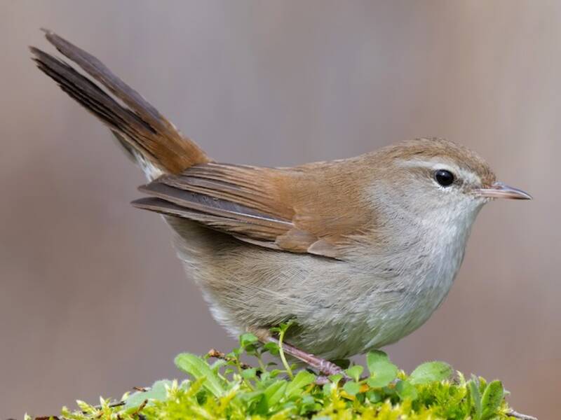 Cetti's Warbler (Cettia cetti)