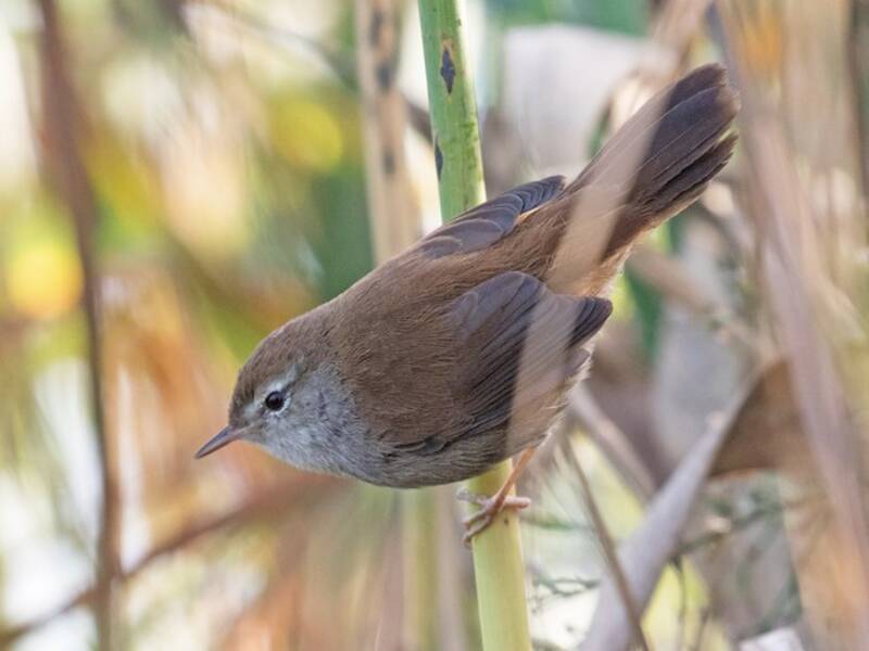 Cetti's Warbler, 照片 3