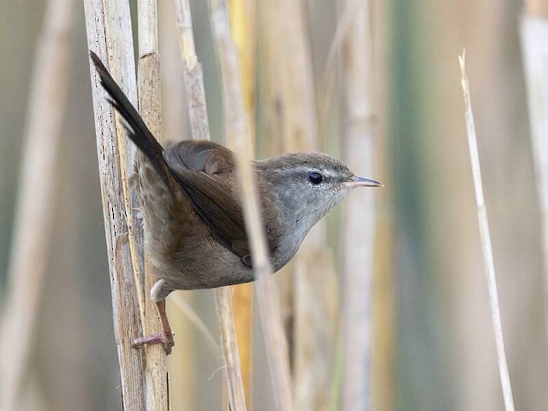 Cetti's Warbler, 照片 2