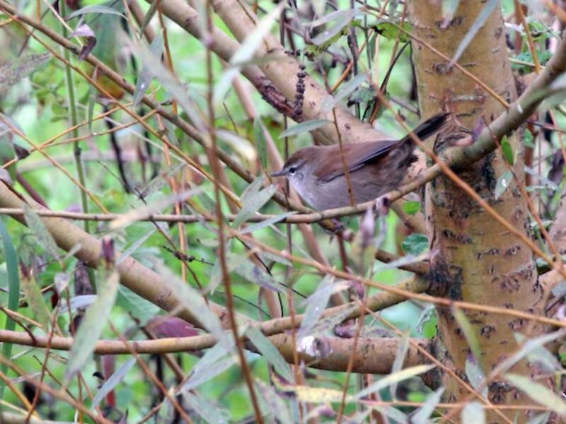 Cetti's Warbler, 照片 4