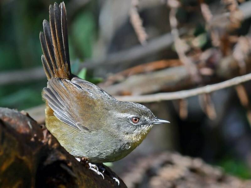 Sri Lanka Bush Warbler, Photos 1