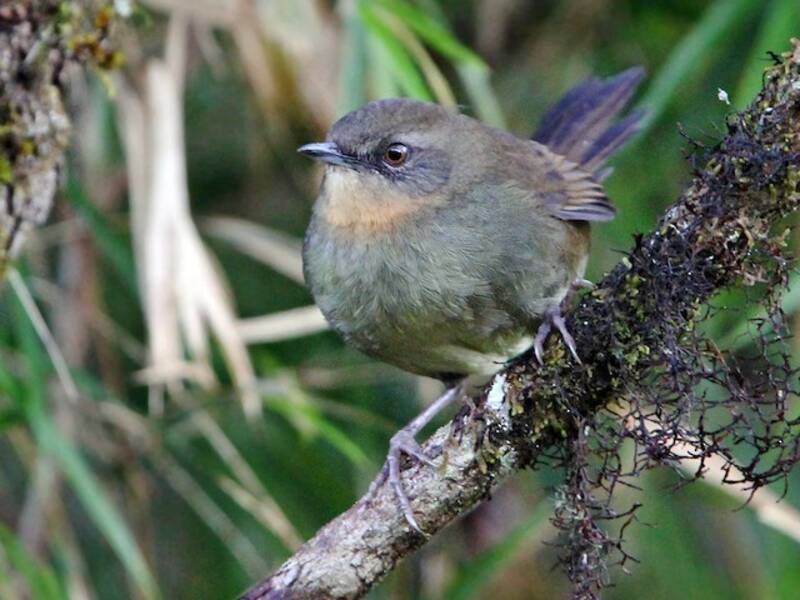 Sri Lanka Bush Warbler, Photos 3
