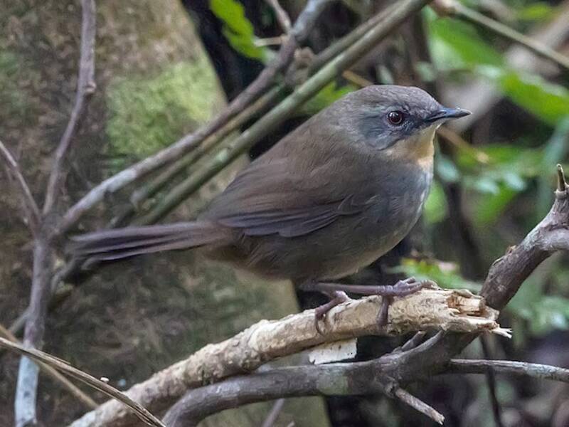 Sri Lanka Bush Warbler, Photos 2