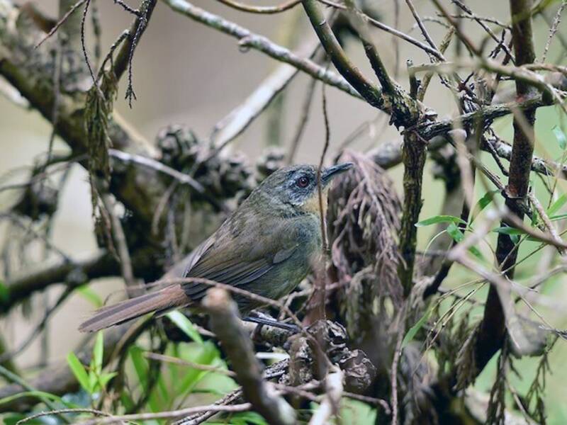 Sri Lanka Bush Warbler, Photos 4