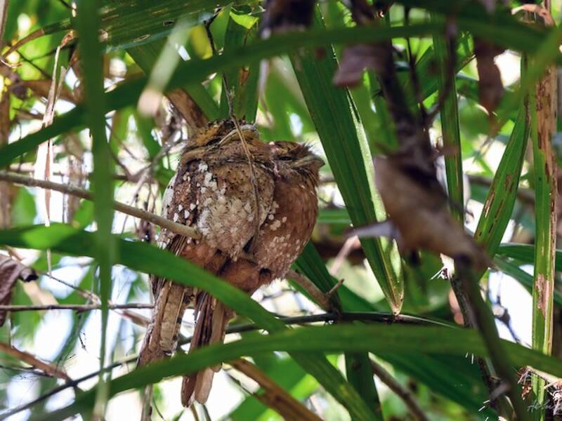 Sri Lanka Frogmouth, Photos 2
