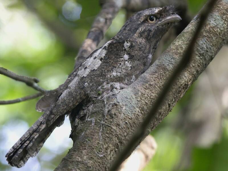 Sri Lanka Frogmouth, Photos 3