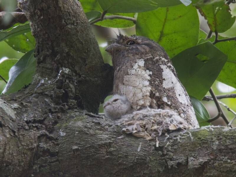 Sri Lanka Frogmouth, Photos 4
