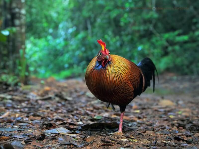 Sri Lanka Junglefowl, Photos 3