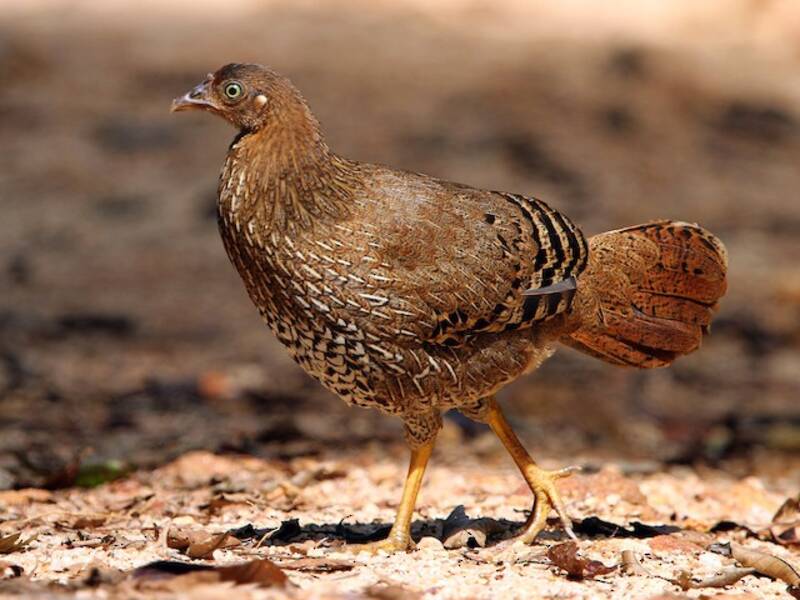 Sri Lanka Junglefowl, Photos 4