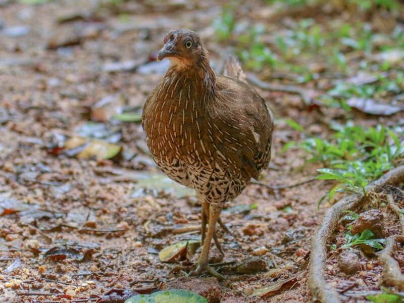 Sri Lanka Junglefowl, Photos 2