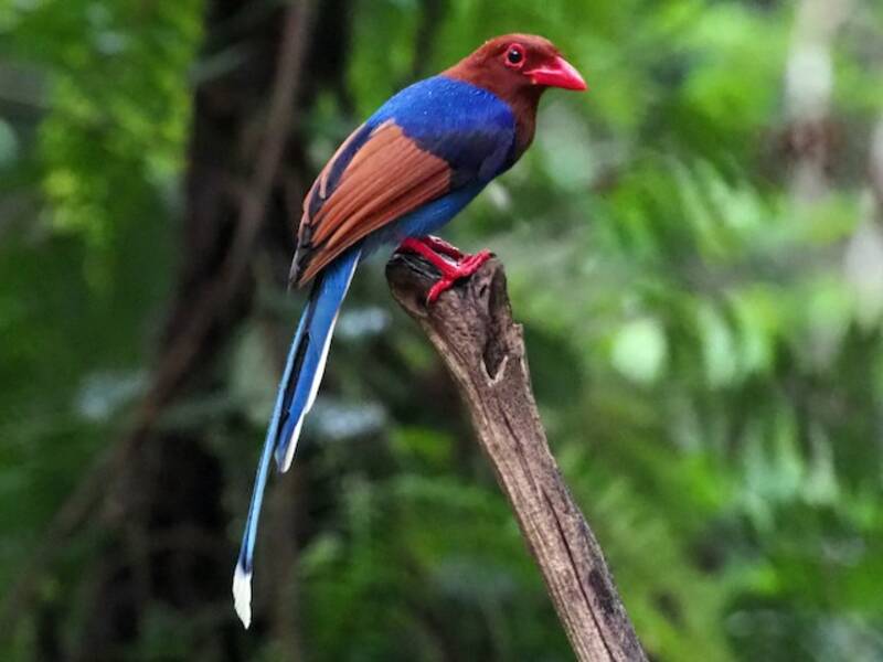 Urraca Azul de Sri Lanka