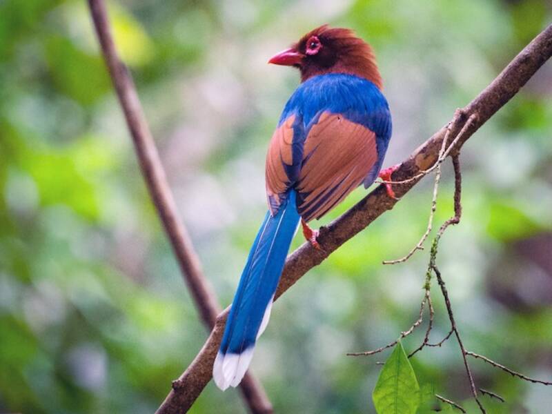 Sri Lanka Blue-Magpie, 照片 2