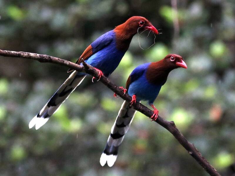 Sri Lanka Blue-Magpie, 照片 3