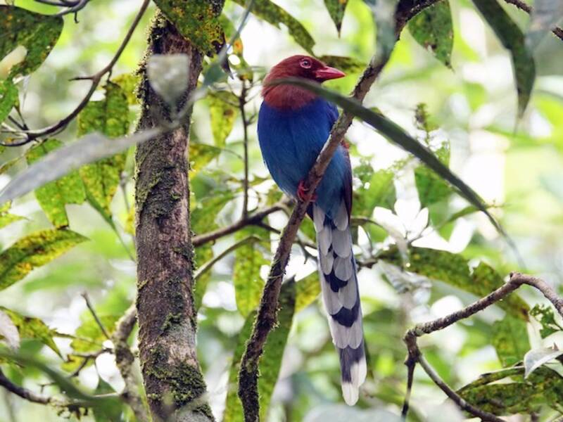 Sri Lanka Blue-Magpie, 照片 4