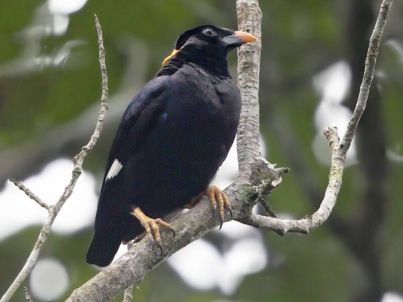 Sri Lanka Myna, Gracula ptilogenys