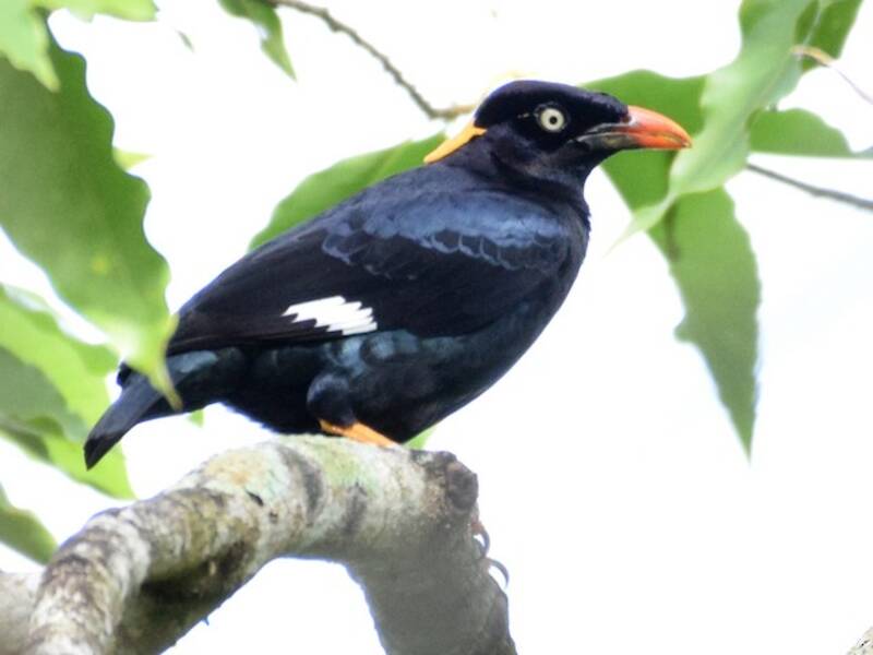 Sri Lanka Myna, Photos 2