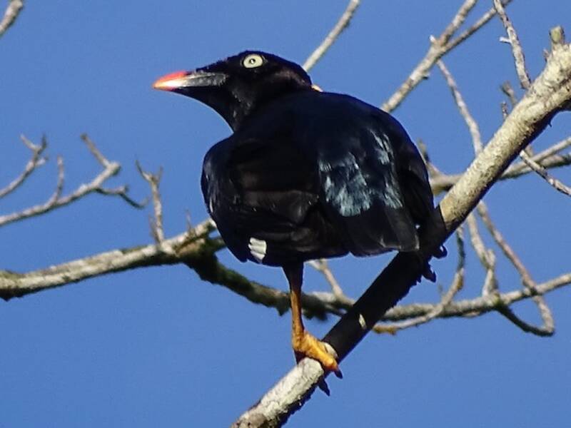 Sri Lanka Myna, Photos 3