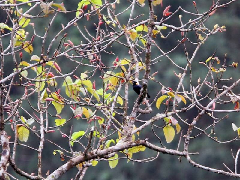 Sri Lanka Myna, Photos 4