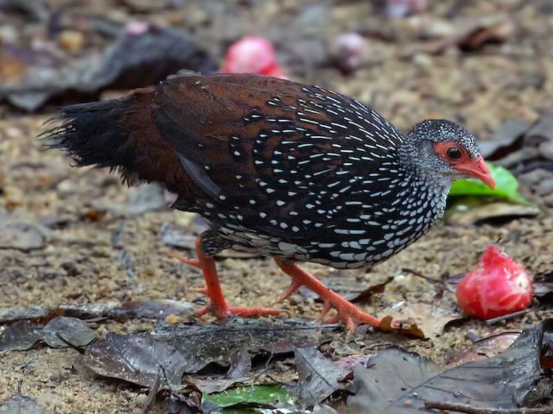 Sri-Lanka-Spornhuhn, Fotos 4