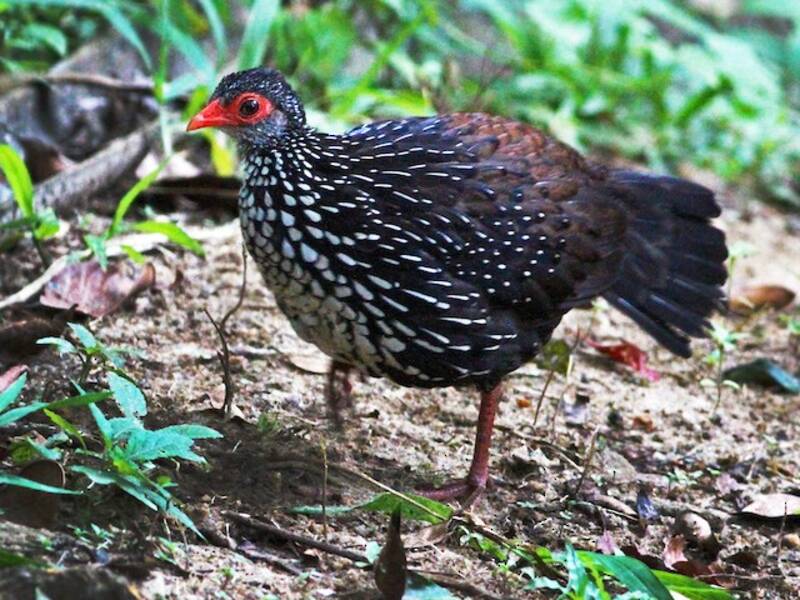 Sri-Lanka-Spornhuhn, Fotos 2