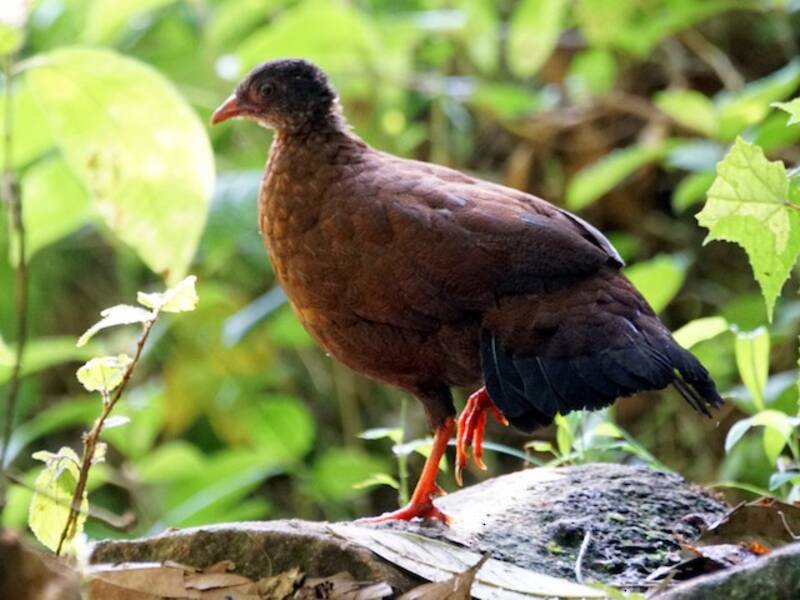 Sri-Lanka-Spornhuhn, Fotos 3