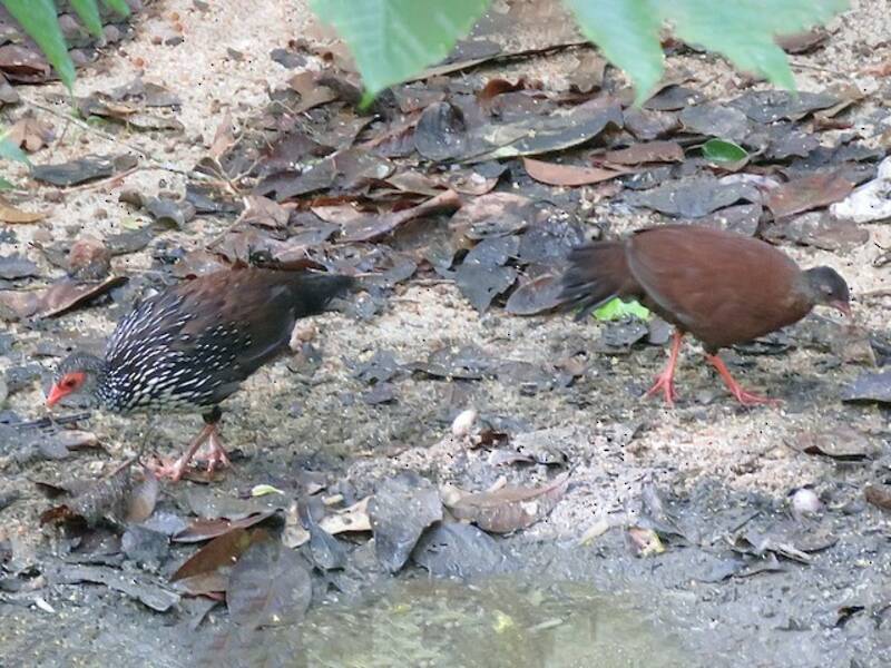 Sri-Lanka-Spornhuhn