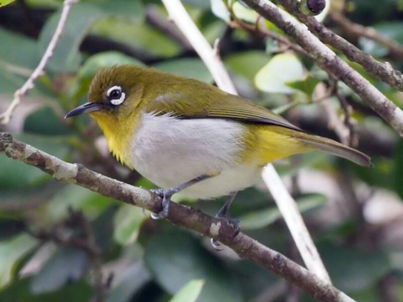 Ojiblanco de Sri Lanka