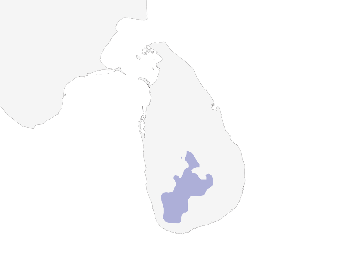 Ojiblanco de Sri Lanka, Distribución 1