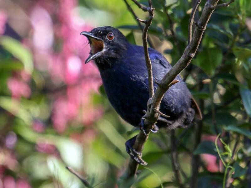 Sri Lanka Whistling-Thrush, 照片 4