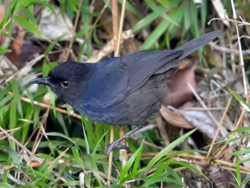 Sri Lanka Whistling-Thrush, 照片 3